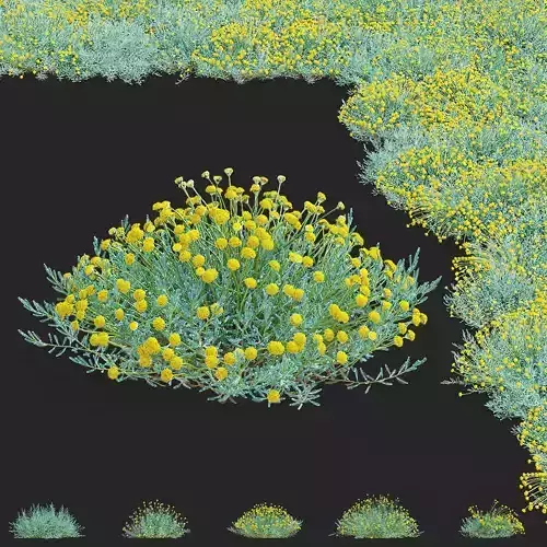 Santolina 5 bushes 3D model