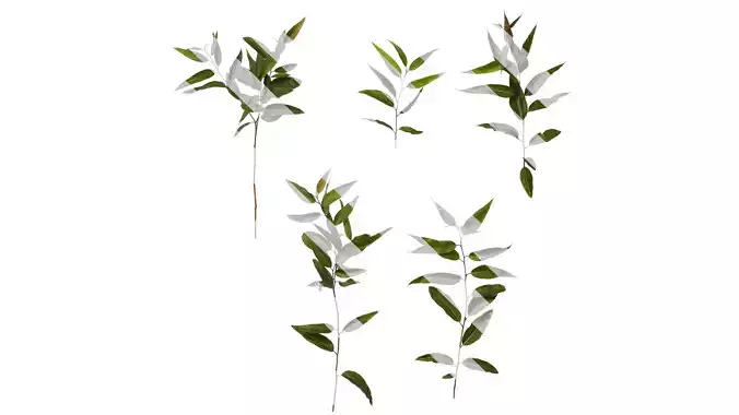 Anydrafts Eucalyptus citriodora Atlas 02