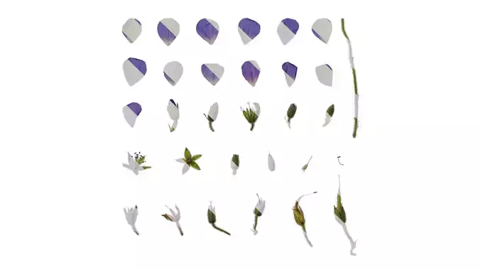 Anydrafts Geranium wilfordii Flower 03