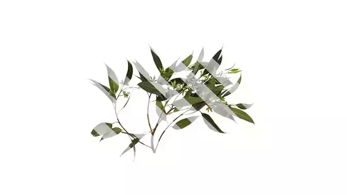 Anydrafts Eucalyptus citriodora Atlas 03