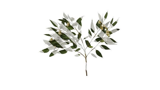 Anydrafts Eucalyptus citriodora Atlas 04 Texture