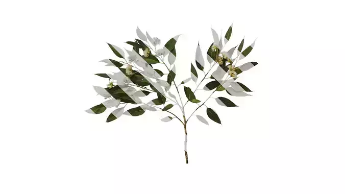 Anydrafts Eucalyptus citriodora Atlas 04