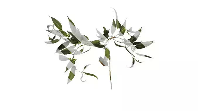 Anydrafts Eucalyptus citriodora Atlas 05