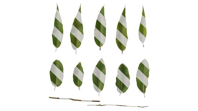 Anydrafts Eucalyptus citriodora Leaf 01 Texture