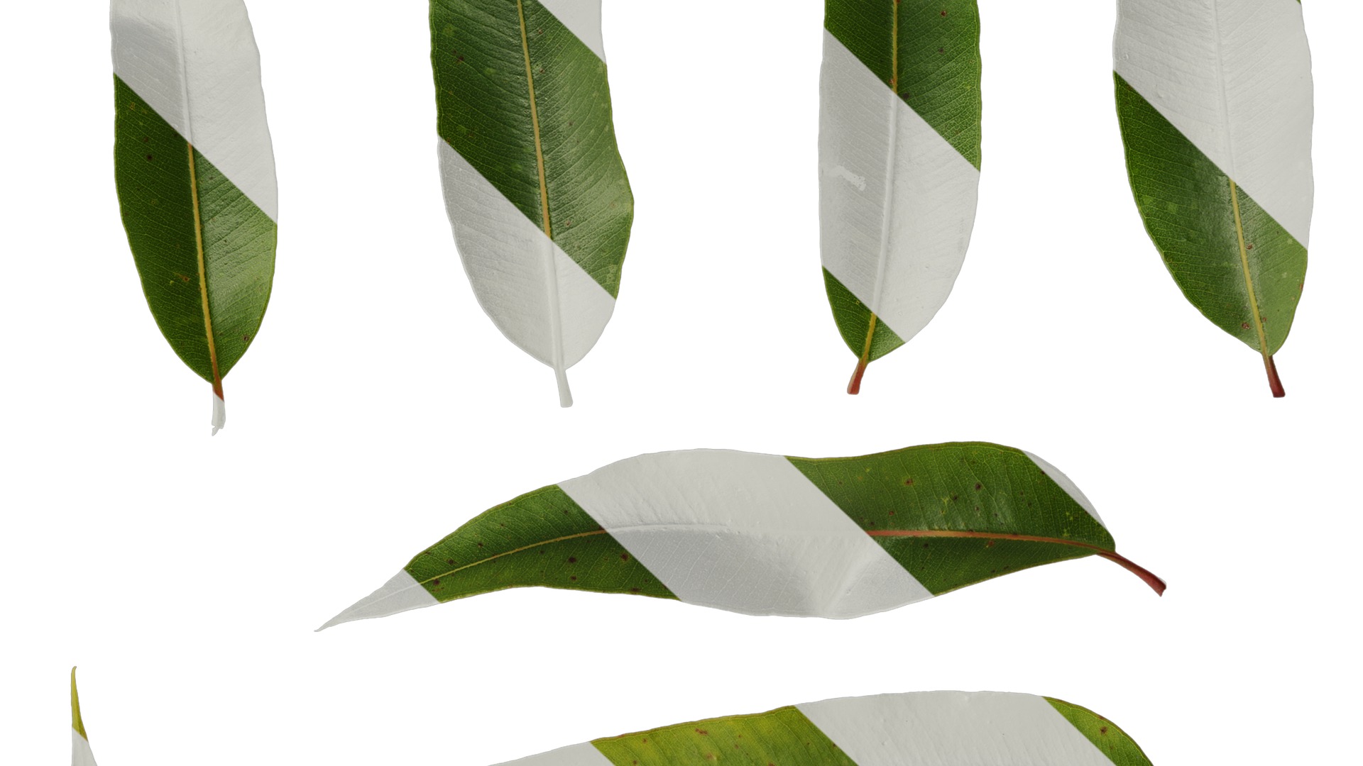 Anydrafts Eucalyptus citriodora Leaf 02 Texture_6