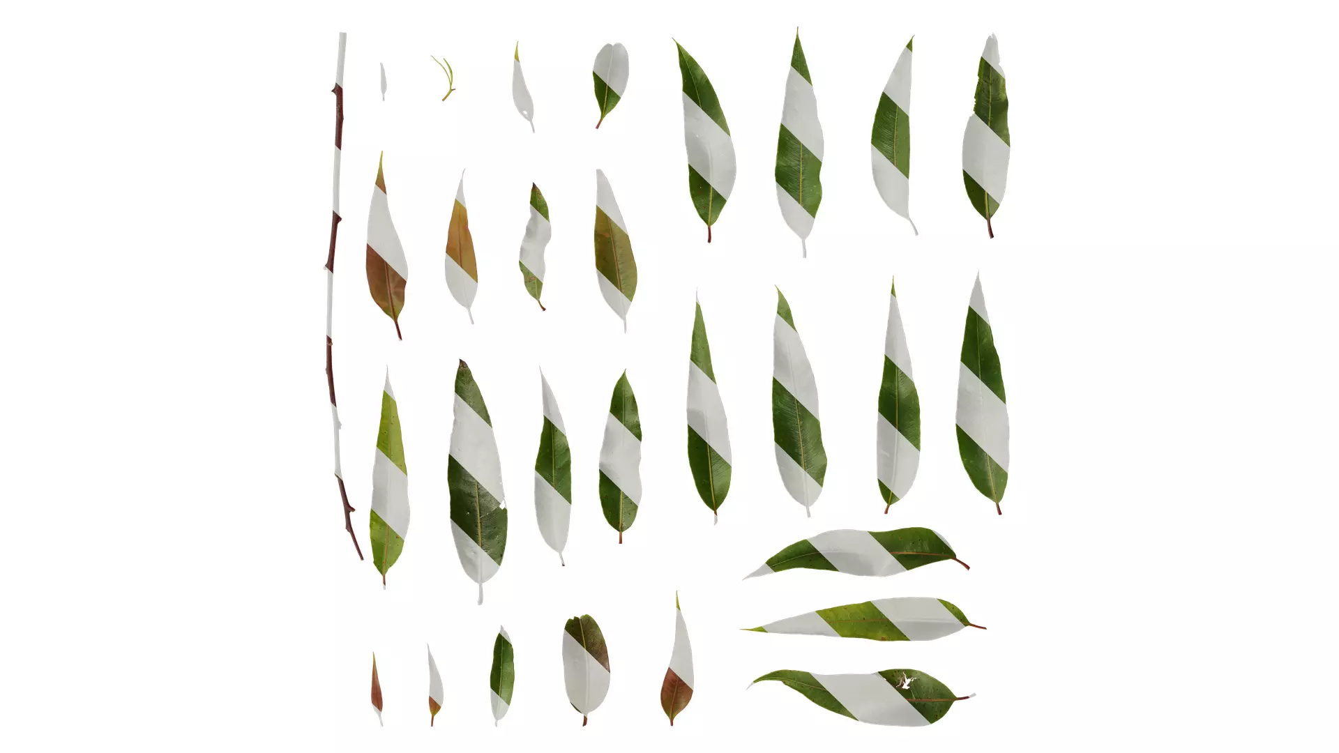 Anydrafts Eucalyptus citriodora Leaf 02 Texture_0