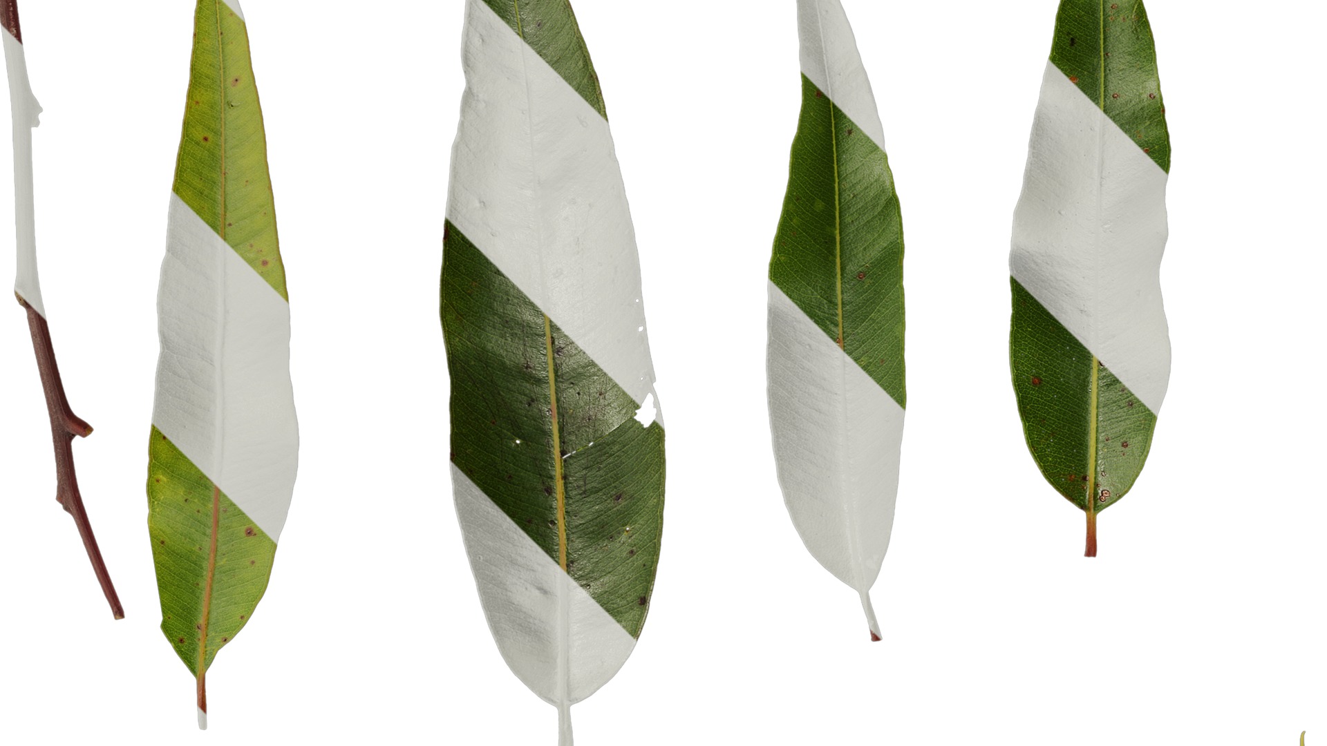 Anydrafts Eucalyptus citriodora Leaf 02 Texture_5