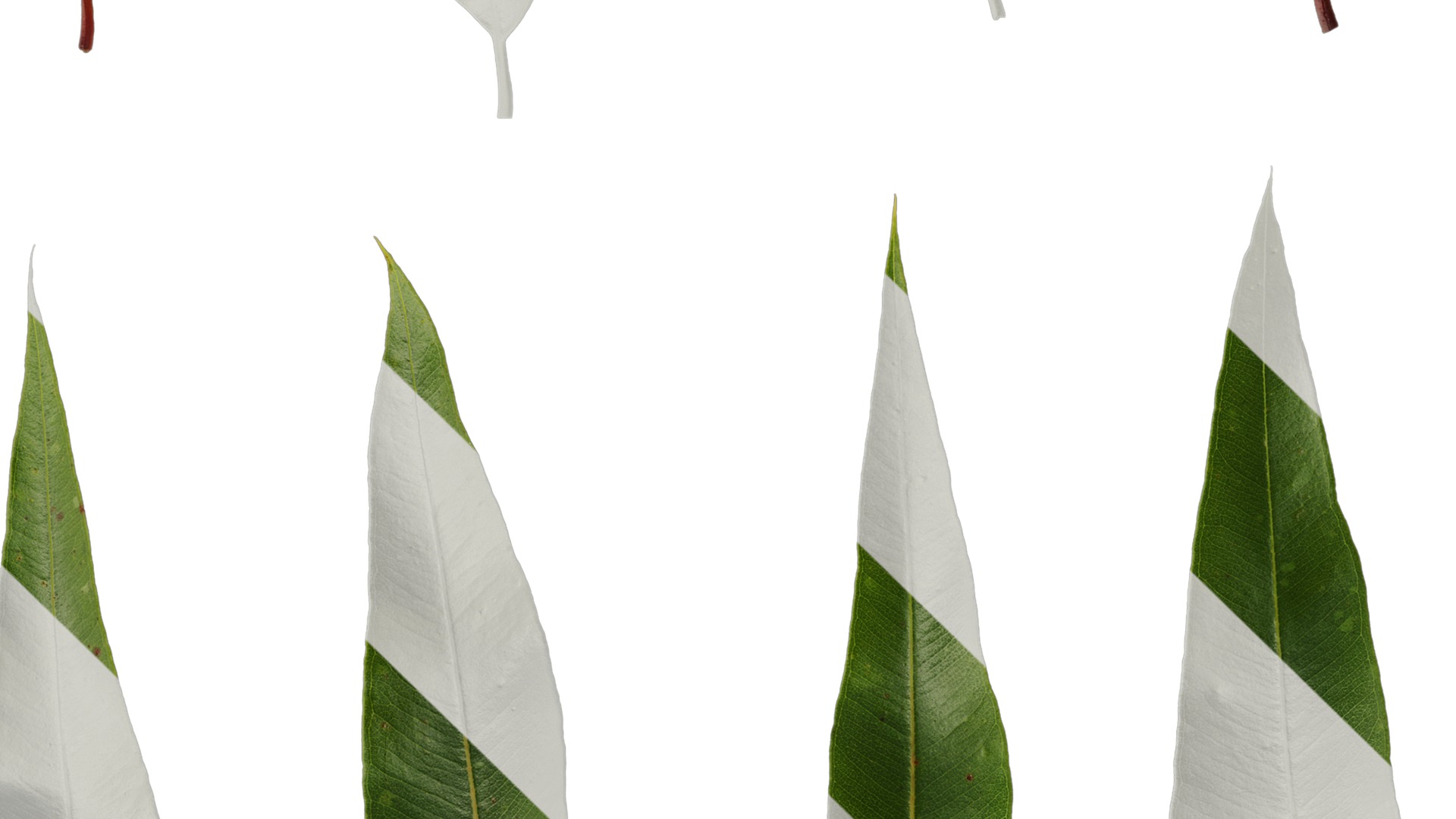 Anydrafts Eucalyptus citriodora Leaf 02 Texture_4