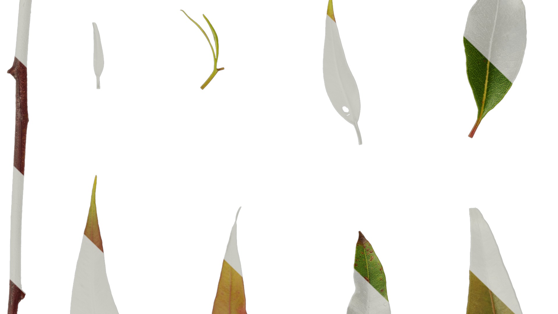 Anydrafts Eucalyptus citriodora Leaf 02 Texture_1