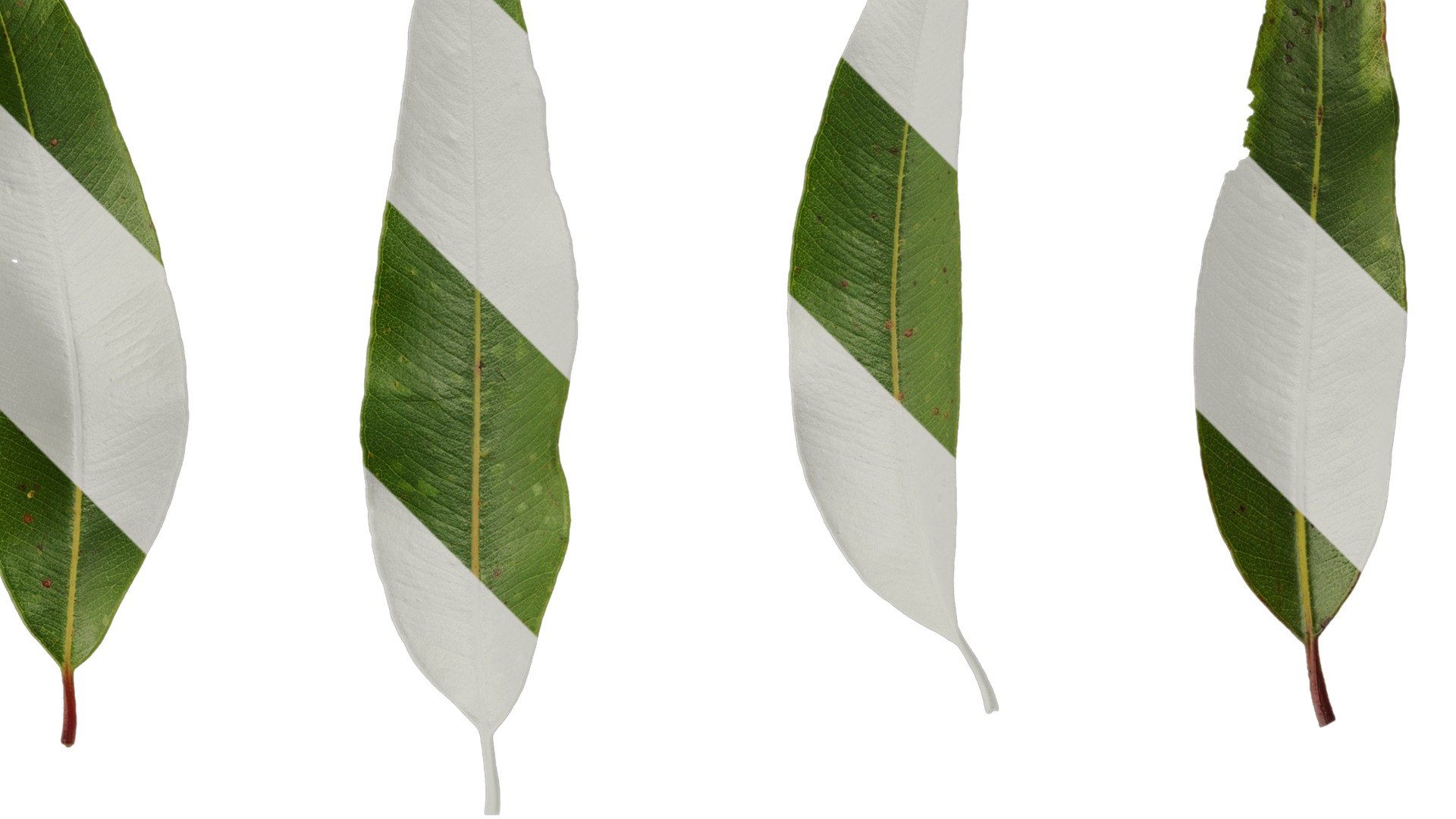 Anydrafts Eucalyptus citriodora Leaf 02 Texture_2