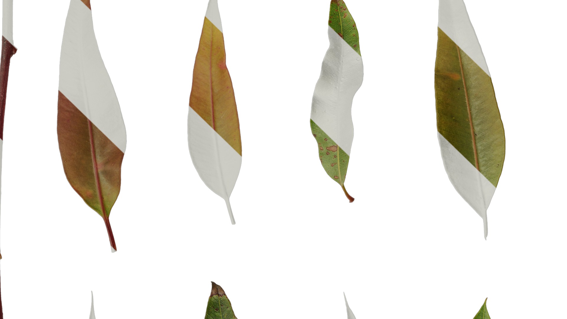 Anydrafts Eucalyptus citriodora Leaf 02 Texture_3