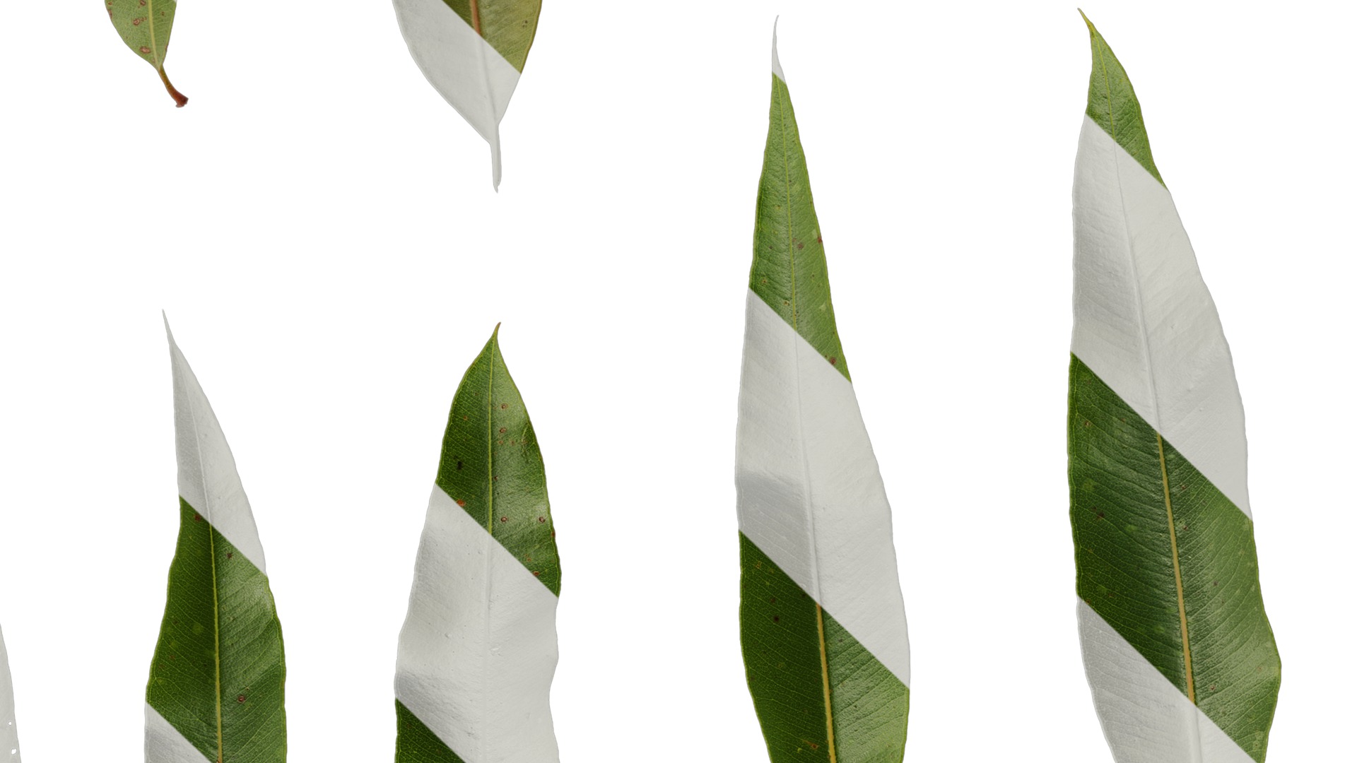 Anydrafts Eucalyptus citriodora Leaf 02 Texture_7