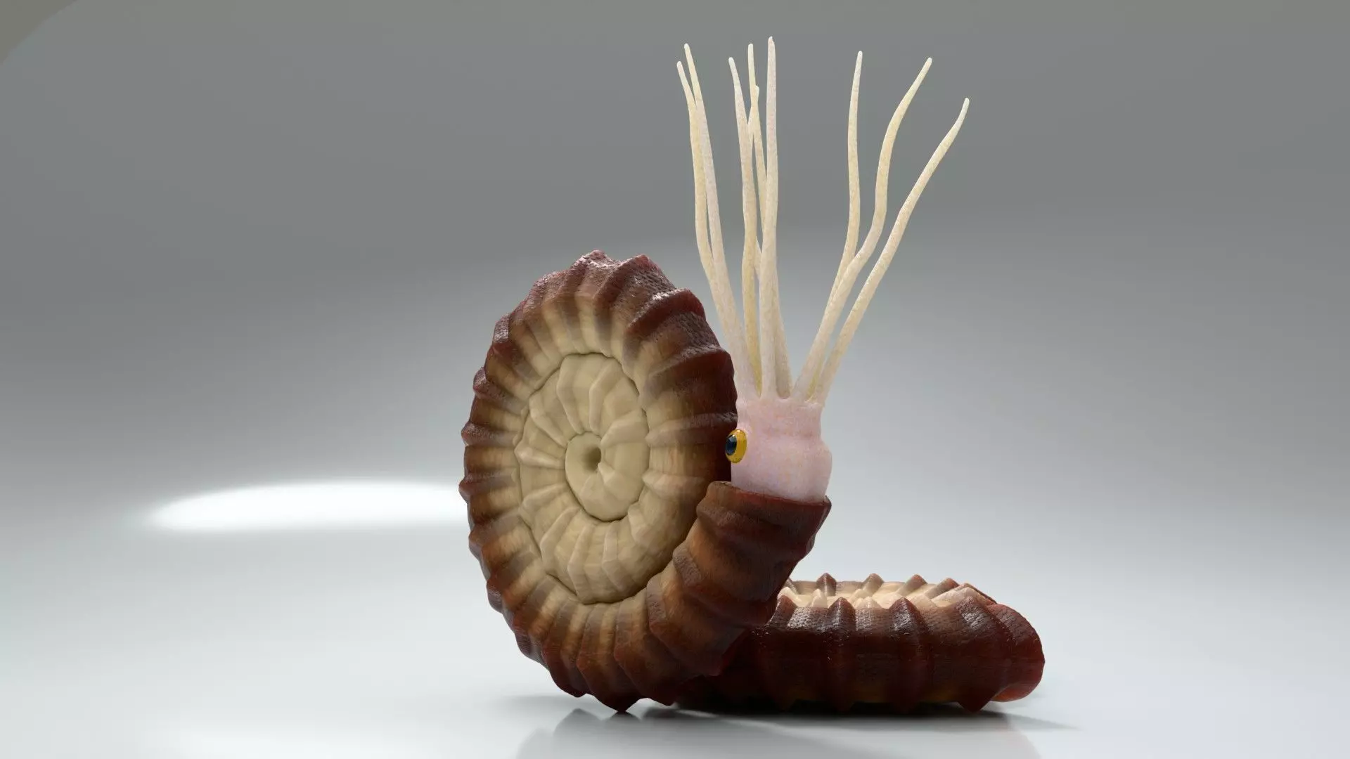 Ammonite - Ammonoids - simple 3D model