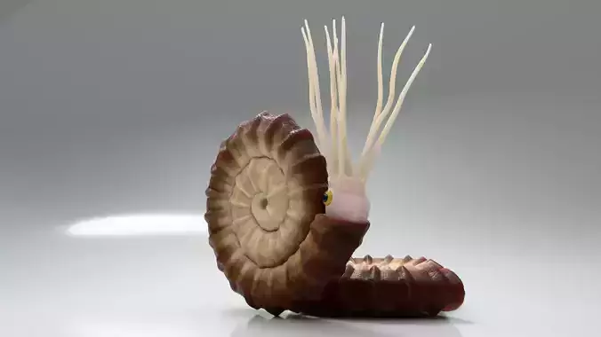 Ammonite - Ammonoids - simple 3D model
