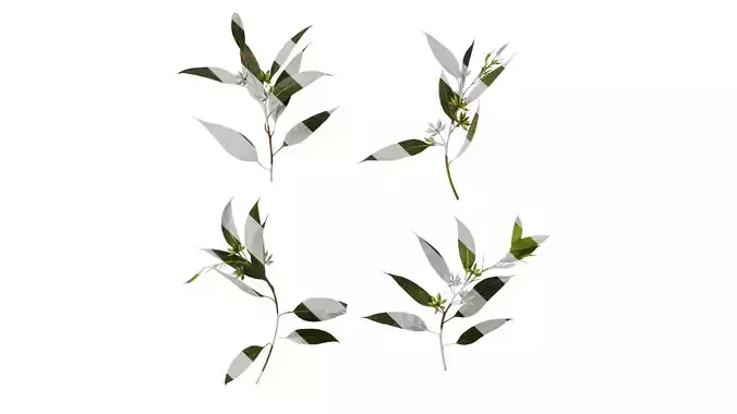 Anydrafts Eucalyptus platyphylla Atlas 07