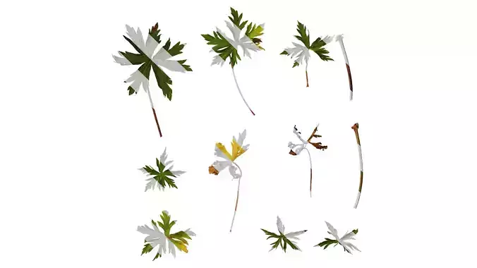 Anydrafts Geranium wilfordii Leaf 02 Texture