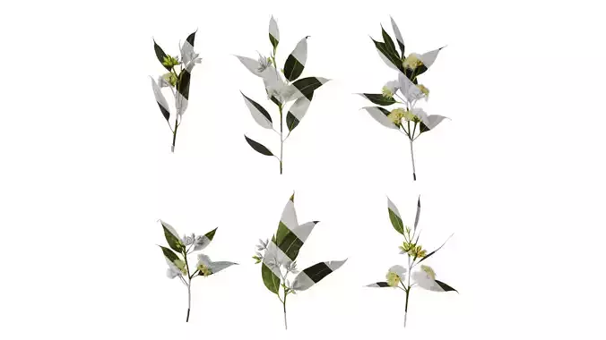 Anydrafts Eucalyptus platyphylla Atlas 08