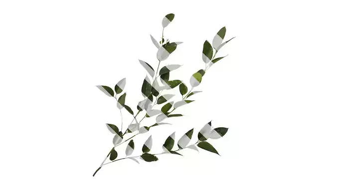 Anydrafts Eucalyptus platyphylla Atlas 10