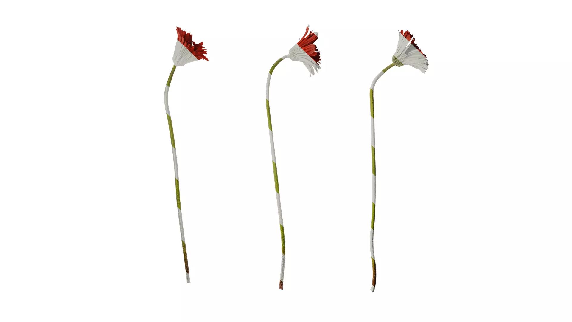 Anydrafts Gerbera jamesonii Atlas 01 Texture_0