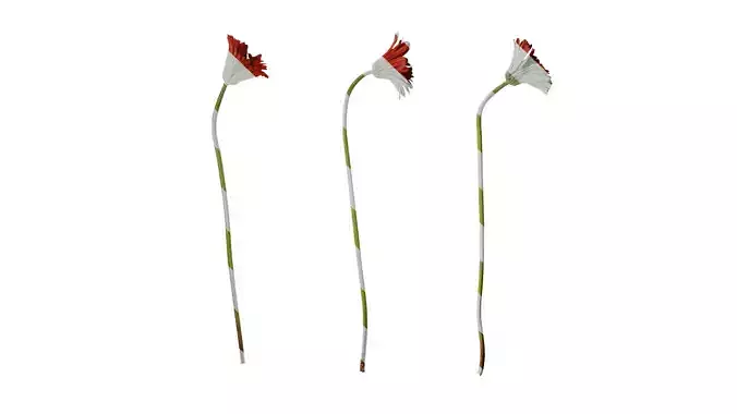 Anydrafts Gerbera jamesonii Atlas 01