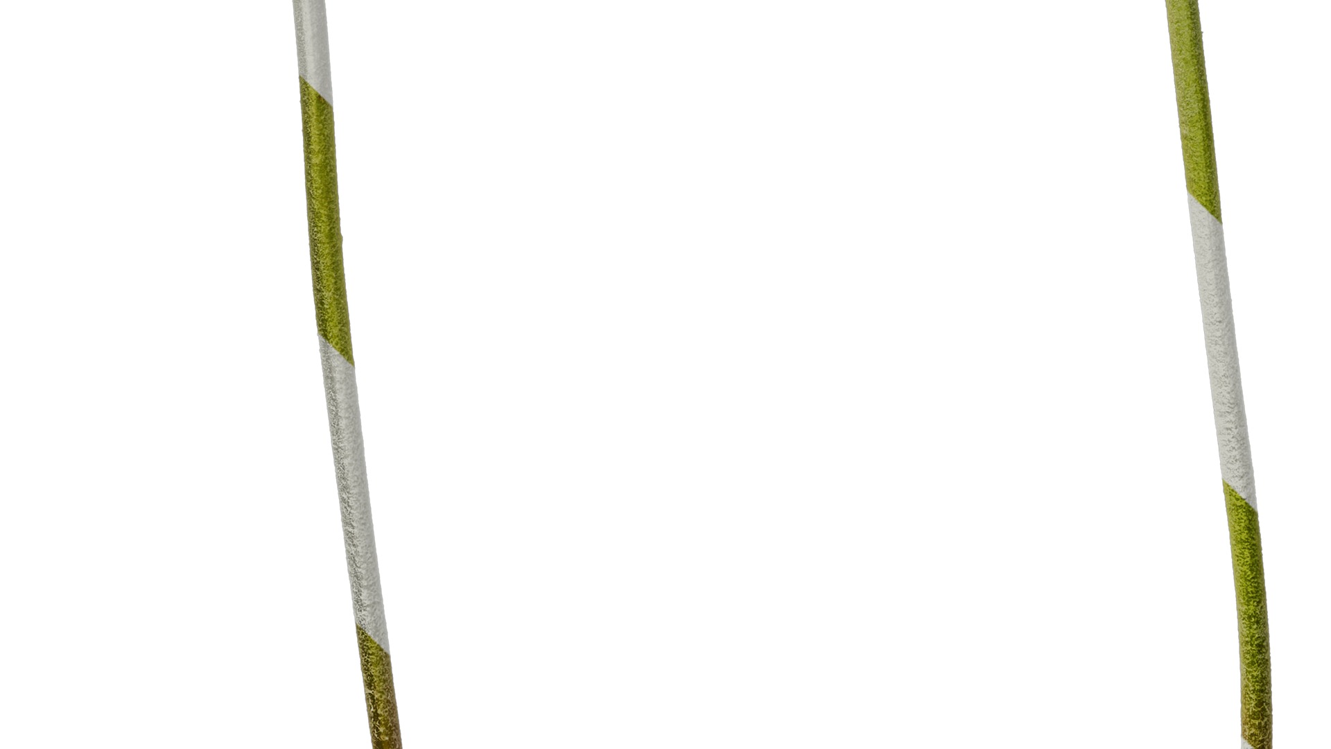 Anydrafts Gerbera jamesonii Atlas 01 Texture_5