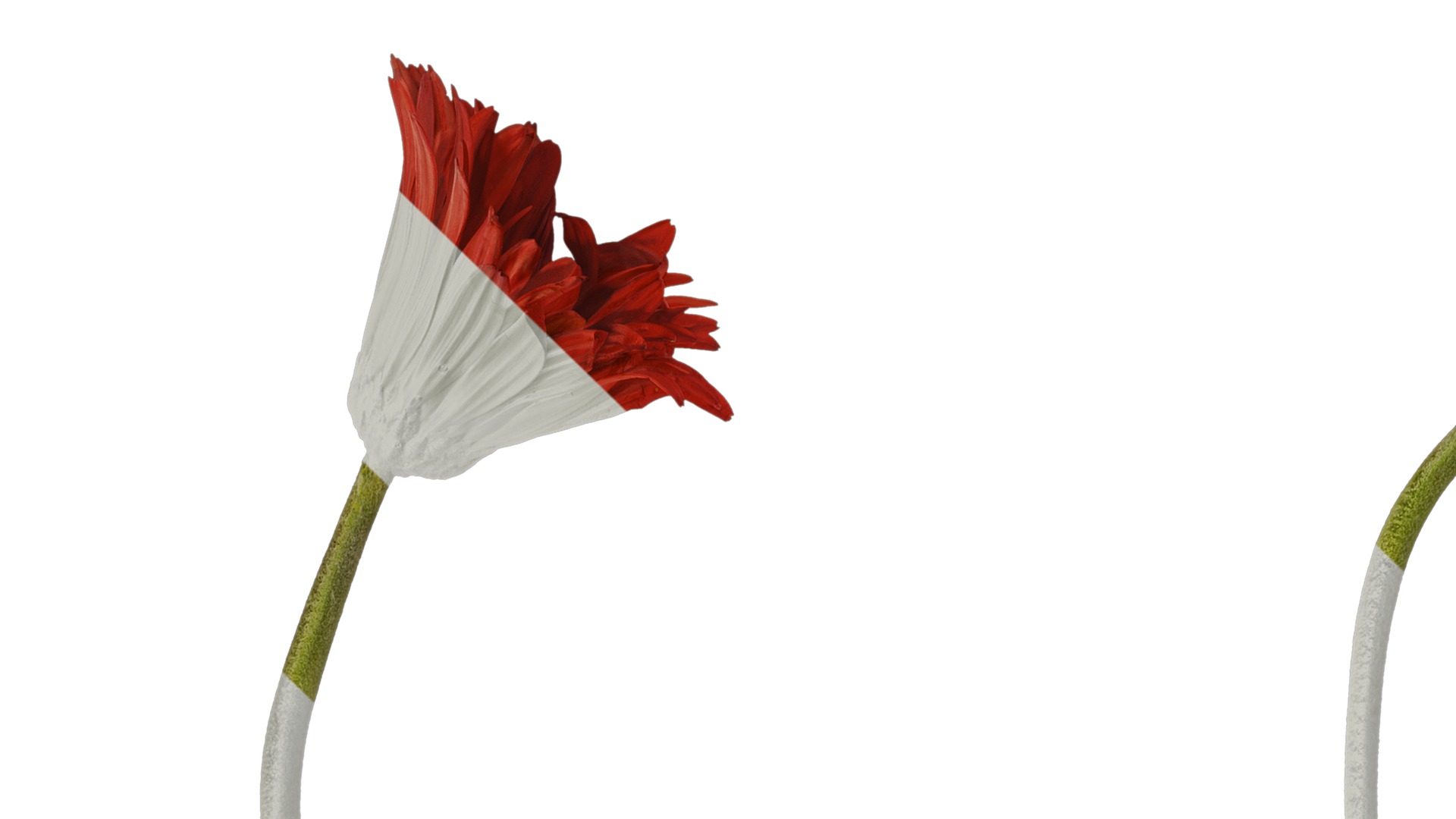 Anydrafts Gerbera jamesonii Atlas 01 Texture_1