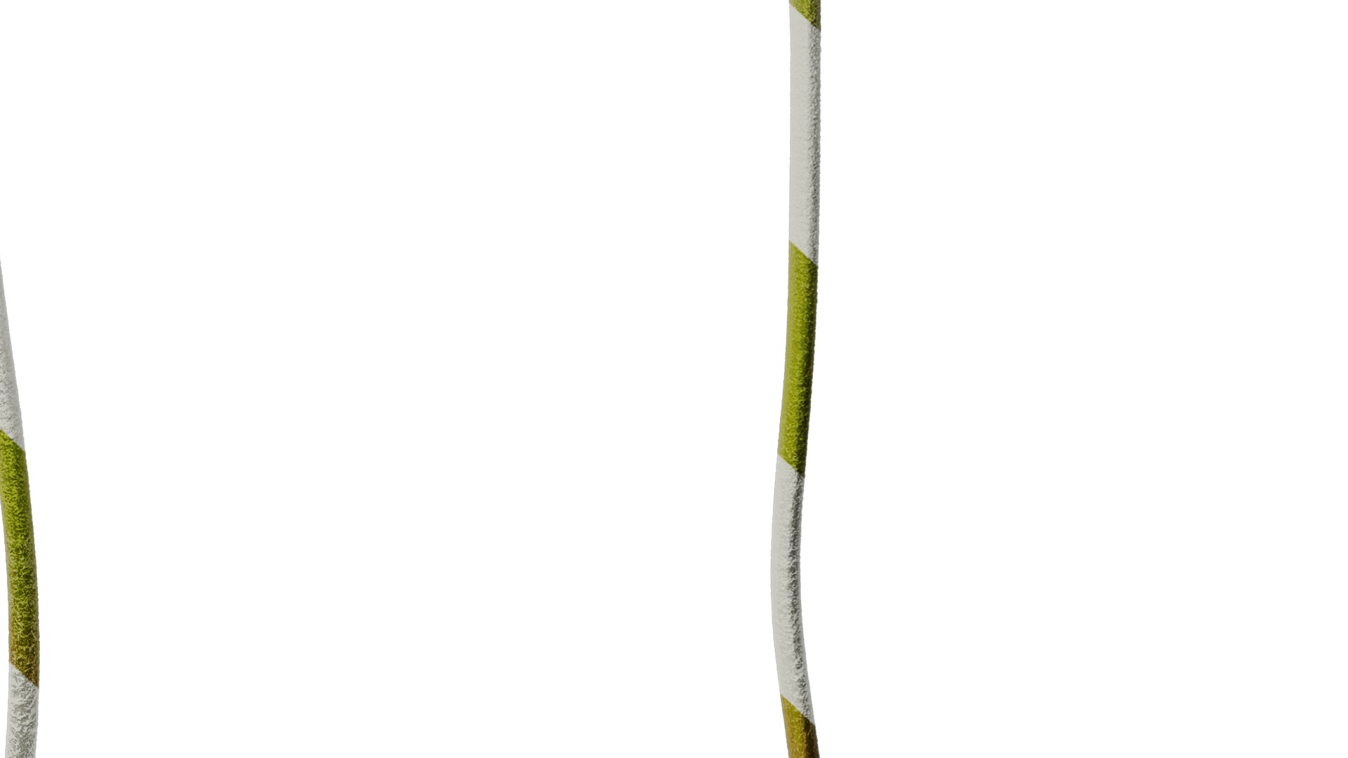 Anydrafts Gerbera jamesonii Atlas 01 Texture_6