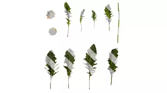 Anydrafts Gerbera jamesonii Atlas 04