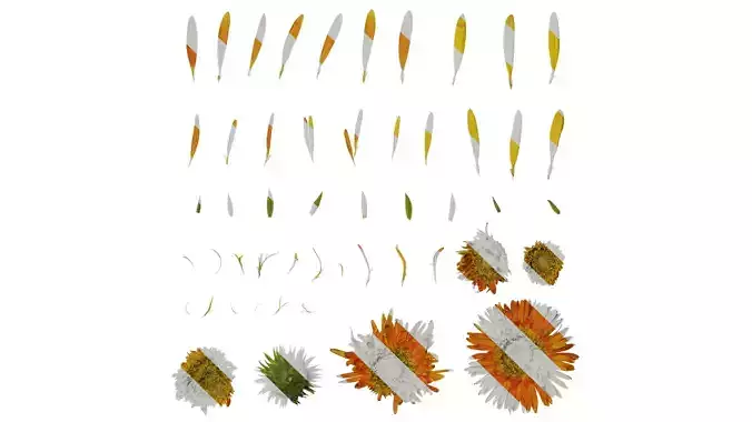 Anydrafts Gerbera jamesonii Flower 02