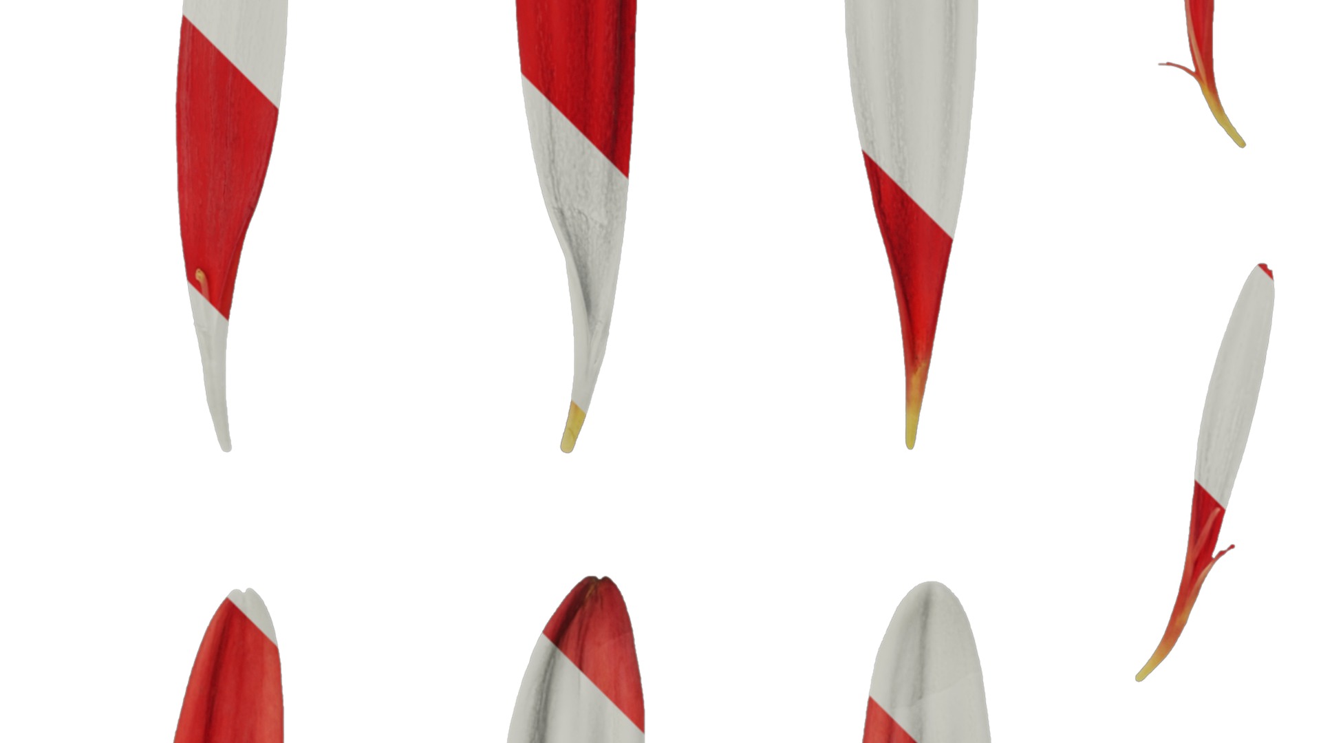 Anydrafts Gerbera jamesonii Flower 04 Texture_2