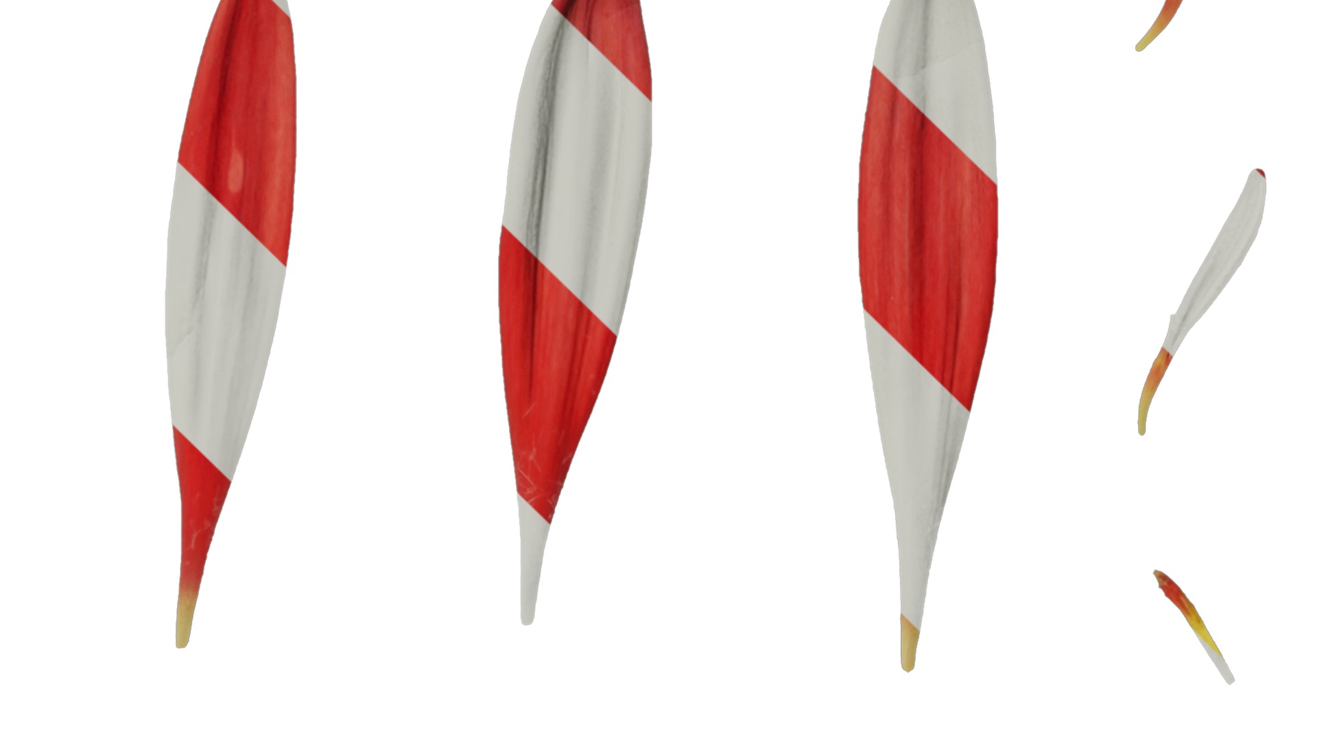 Anydrafts Gerbera jamesonii Flower 04 Texture_4