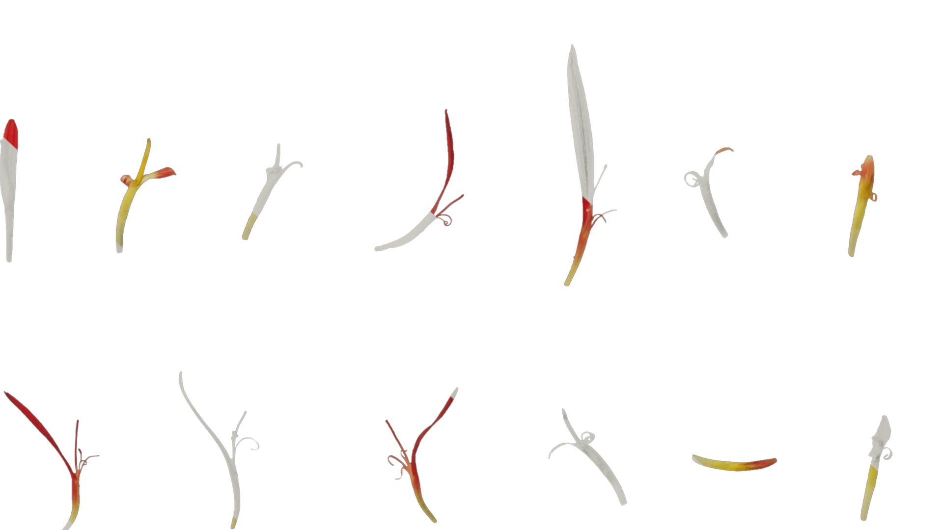 Anydrafts Gerbera jamesonii Flower 04 Texture_6