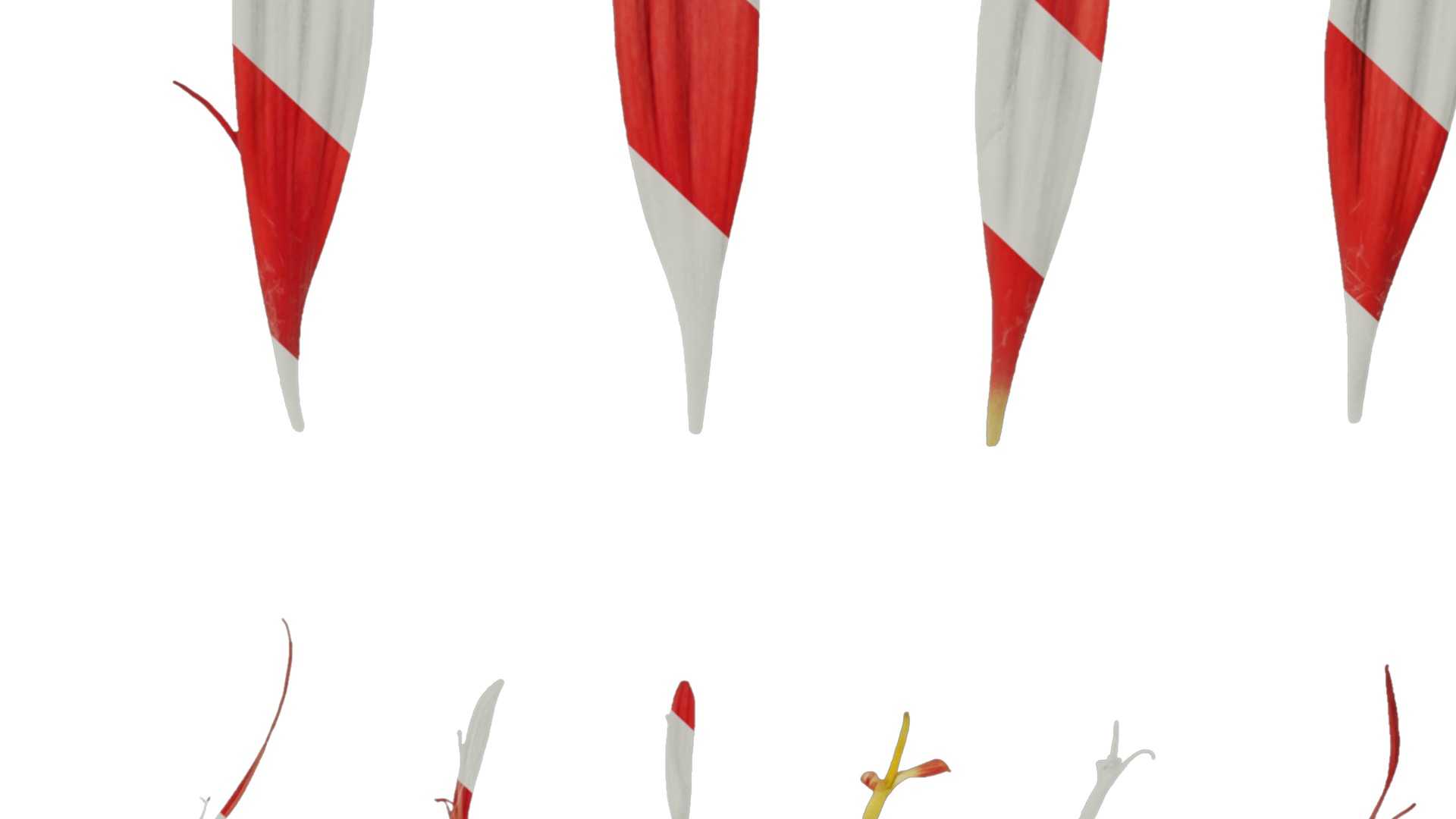 Anydrafts Gerbera jamesonii Flower 04 Texture_7