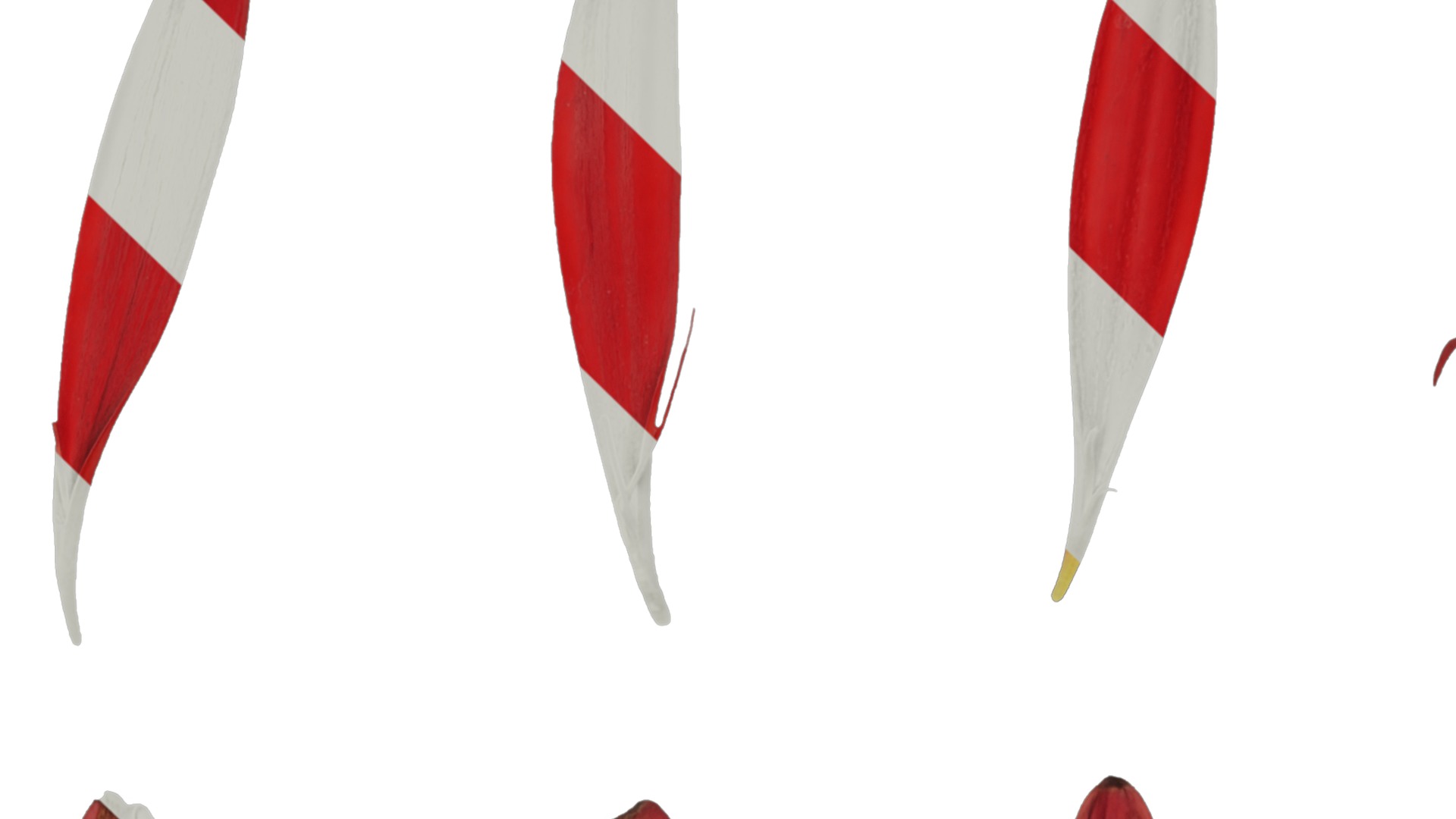 Anydrafts Gerbera jamesonii Flower 04 Texture_1