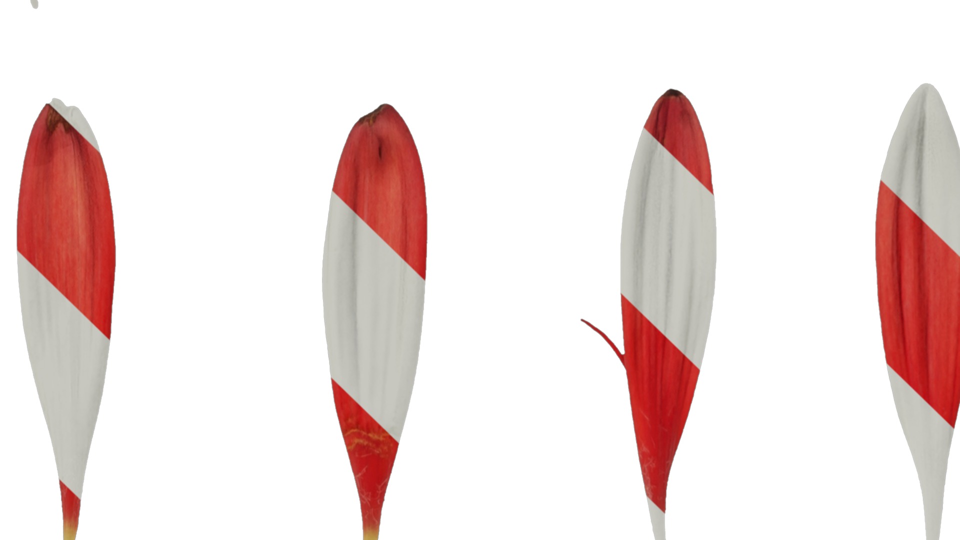 Anydrafts Gerbera jamesonii Flower 04 Texture_3