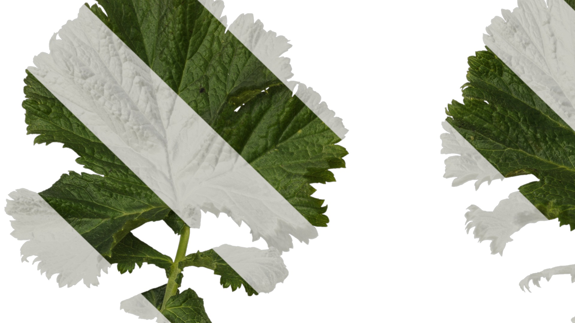 Anydrafts Geum chiloense Leaf 01 Texture_1