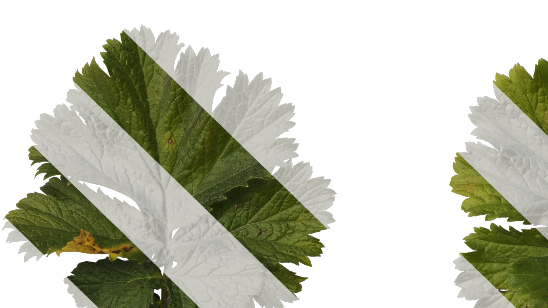 Anydrafts Geum chiloense Leaf 01 Texture_5