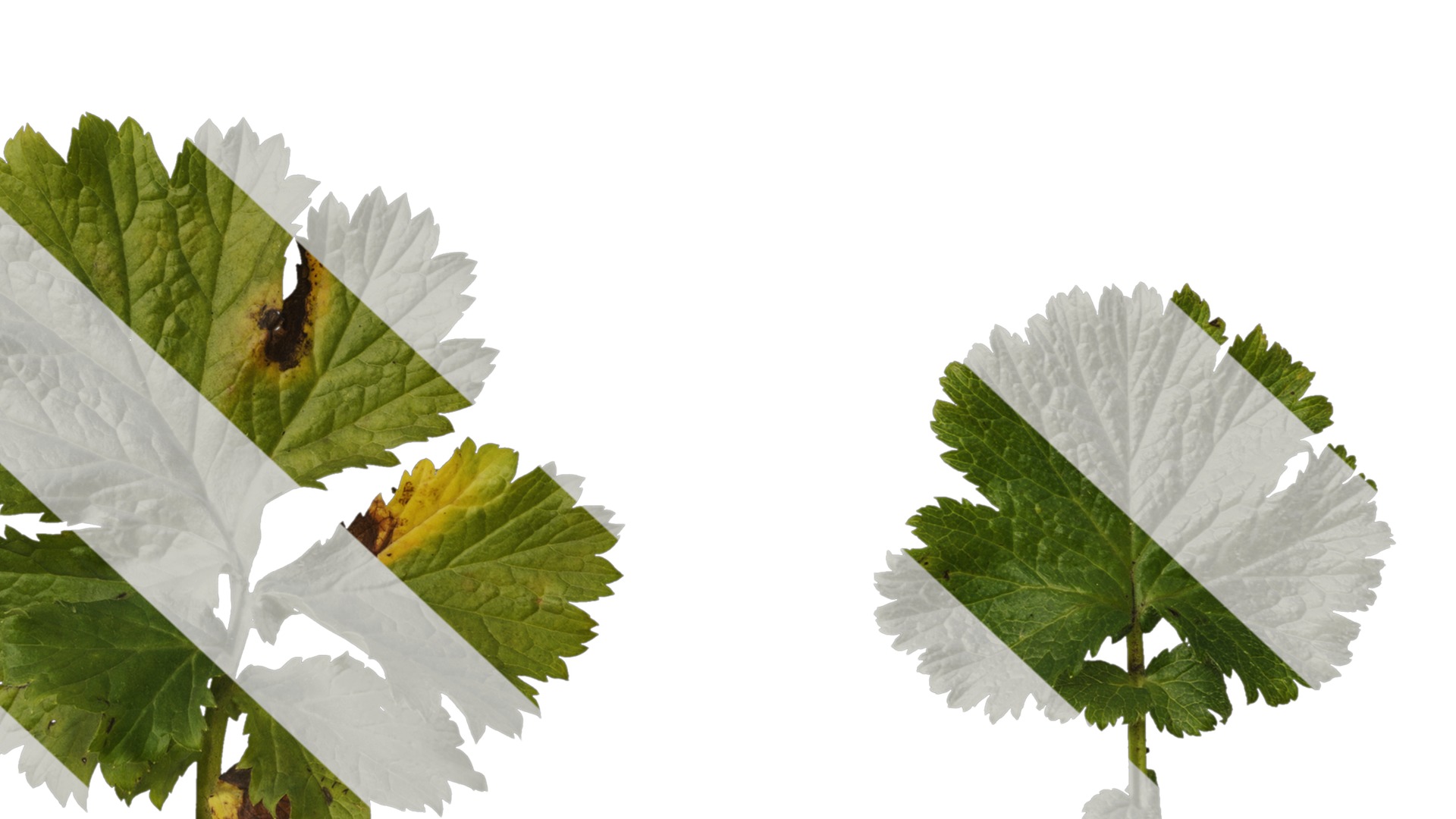 Anydrafts Geum chiloense Leaf 01 Texture_6