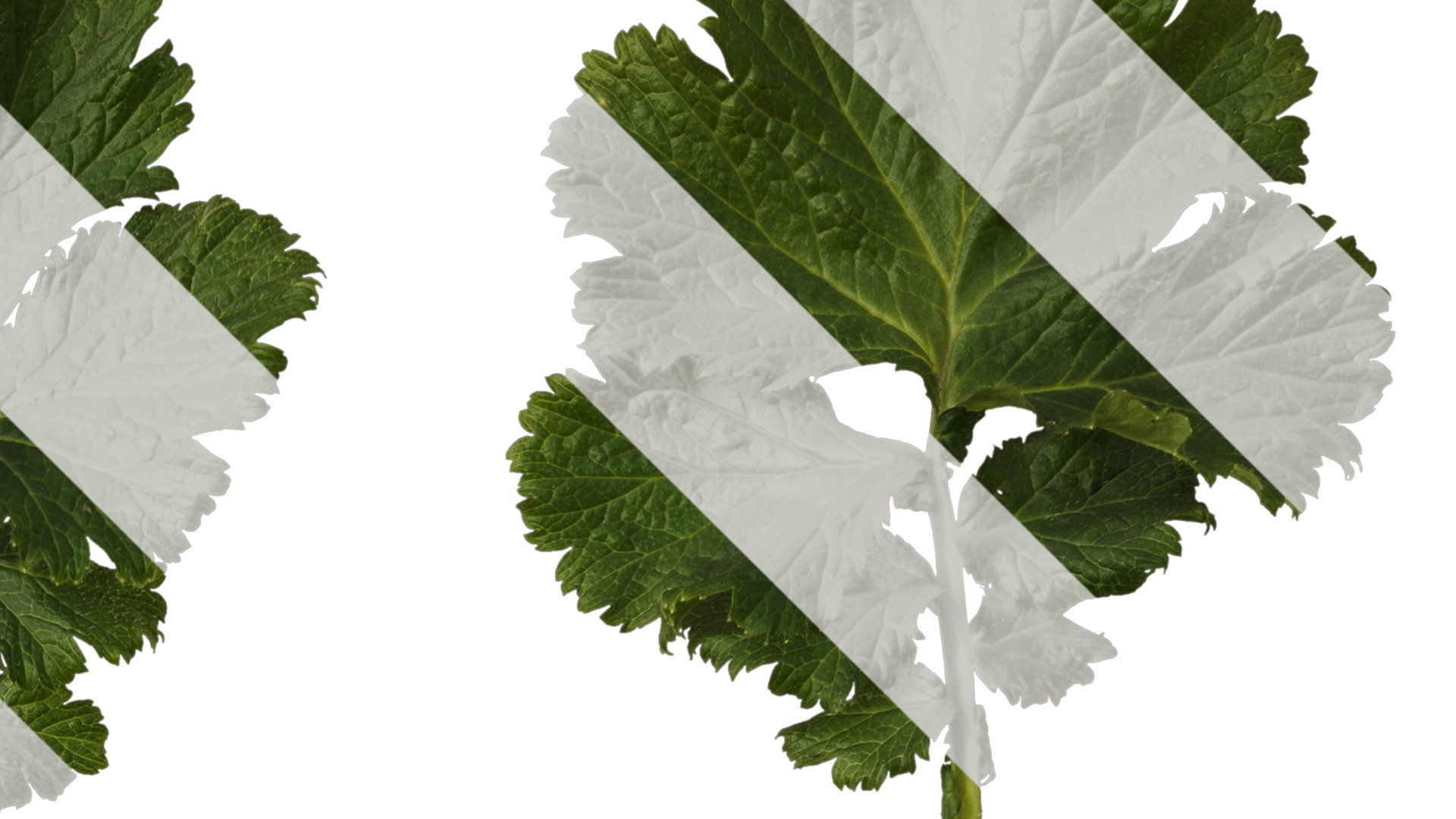 Anydrafts Geum chiloense Leaf 01 Texture_2