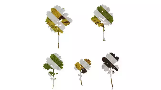 Anydrafts Geum chiloense Leaf 02