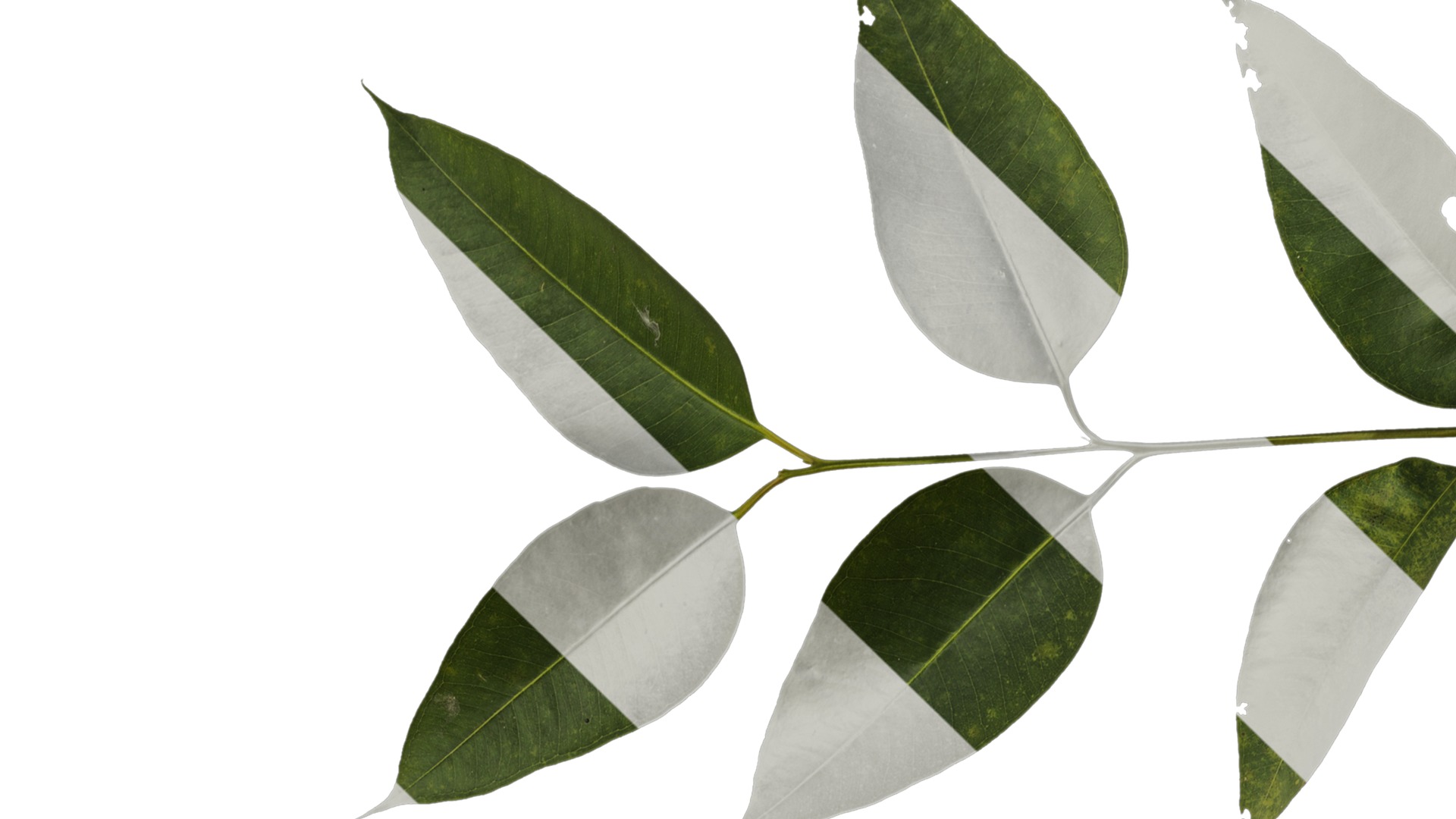 Anydrafts Eucalyptus platyphylla Atlas 12 Texture_1