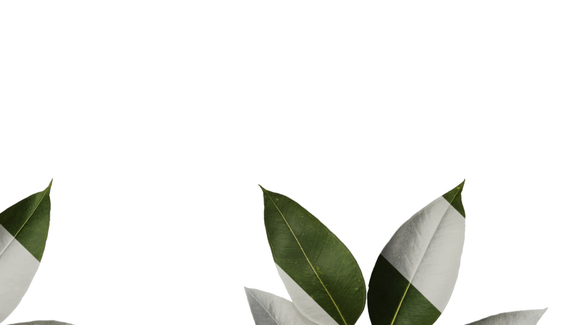 Anydrafts Eucalyptus platyphylla Atlas 12 Texture_4