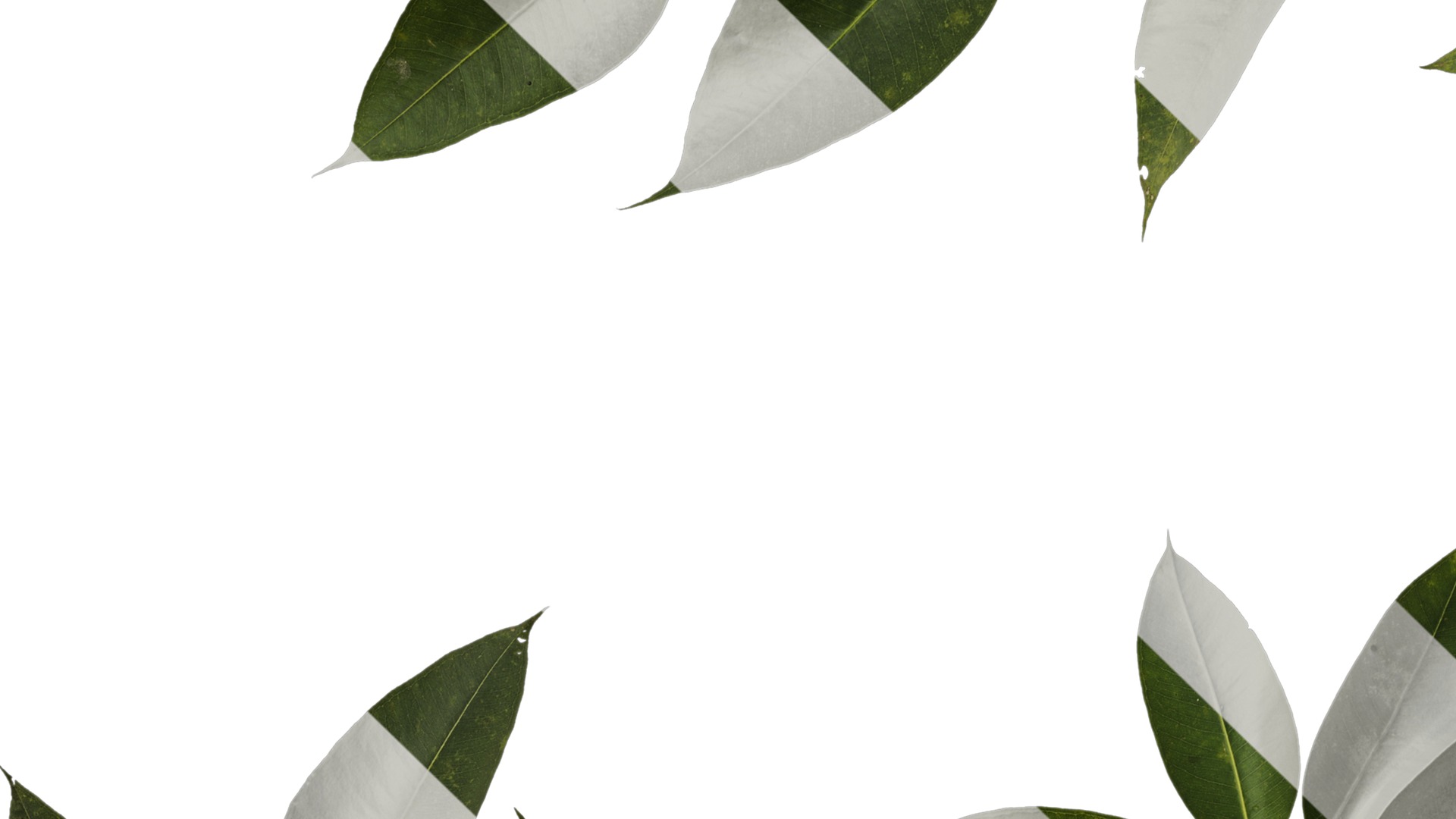 Anydrafts Eucalyptus platyphylla Atlas 12 Texture_3