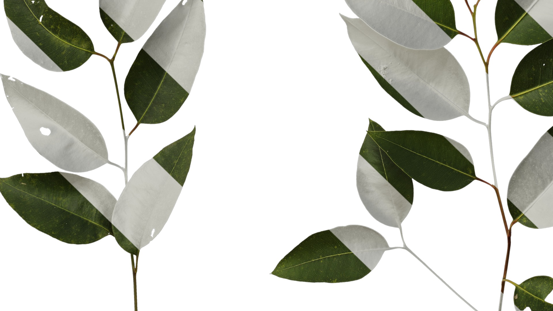 Anydrafts Eucalyptus platyphylla Atlas 12 Texture_5