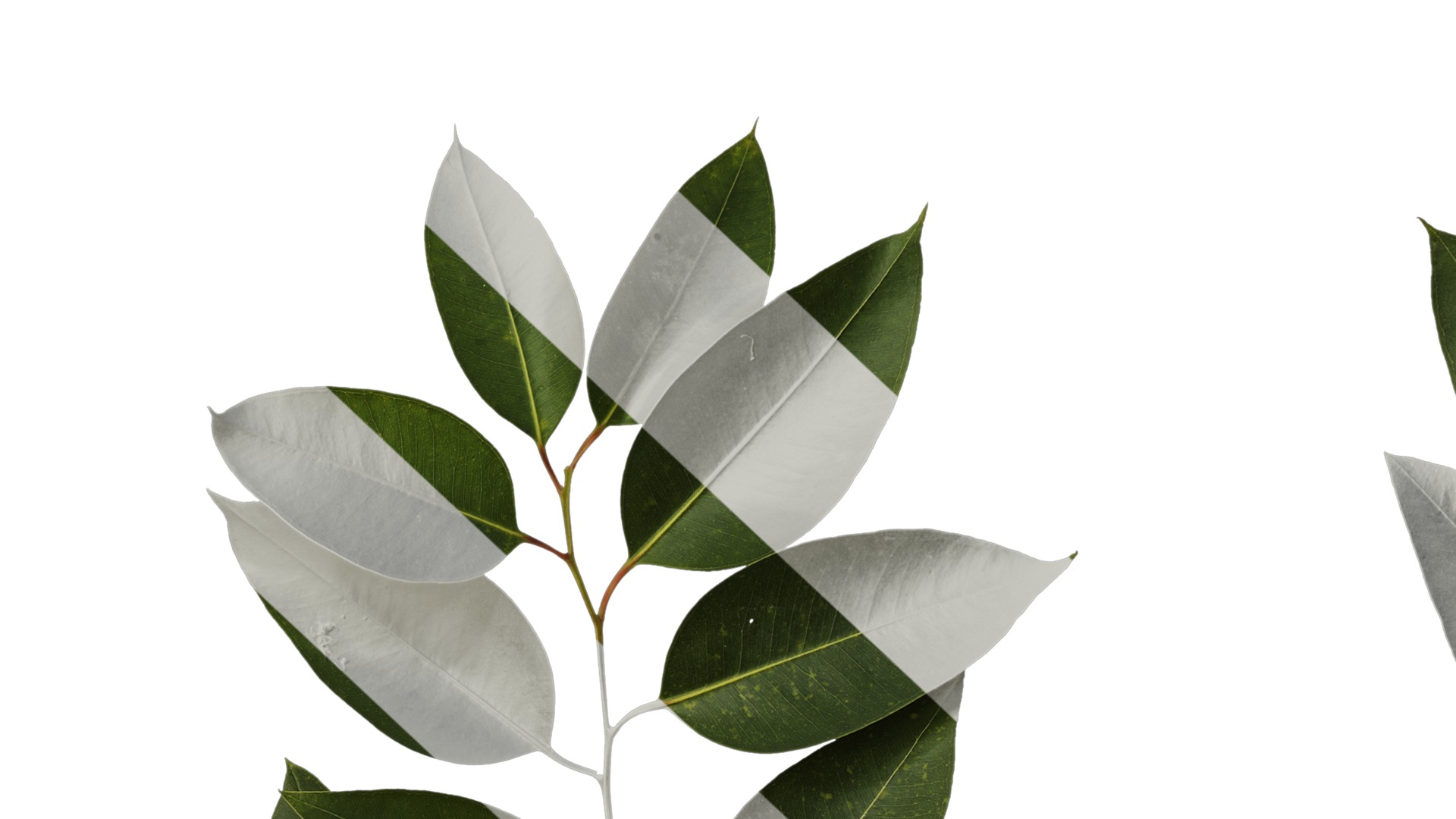 Anydrafts Eucalyptus platyphylla Atlas 12 Texture_7