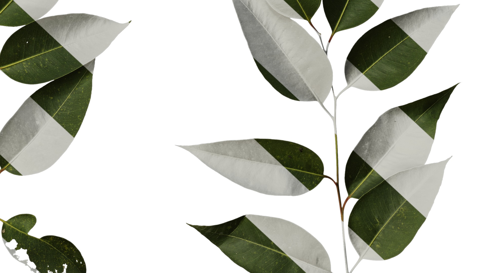 Anydrafts Eucalyptus platyphylla Atlas 12 Texture_6