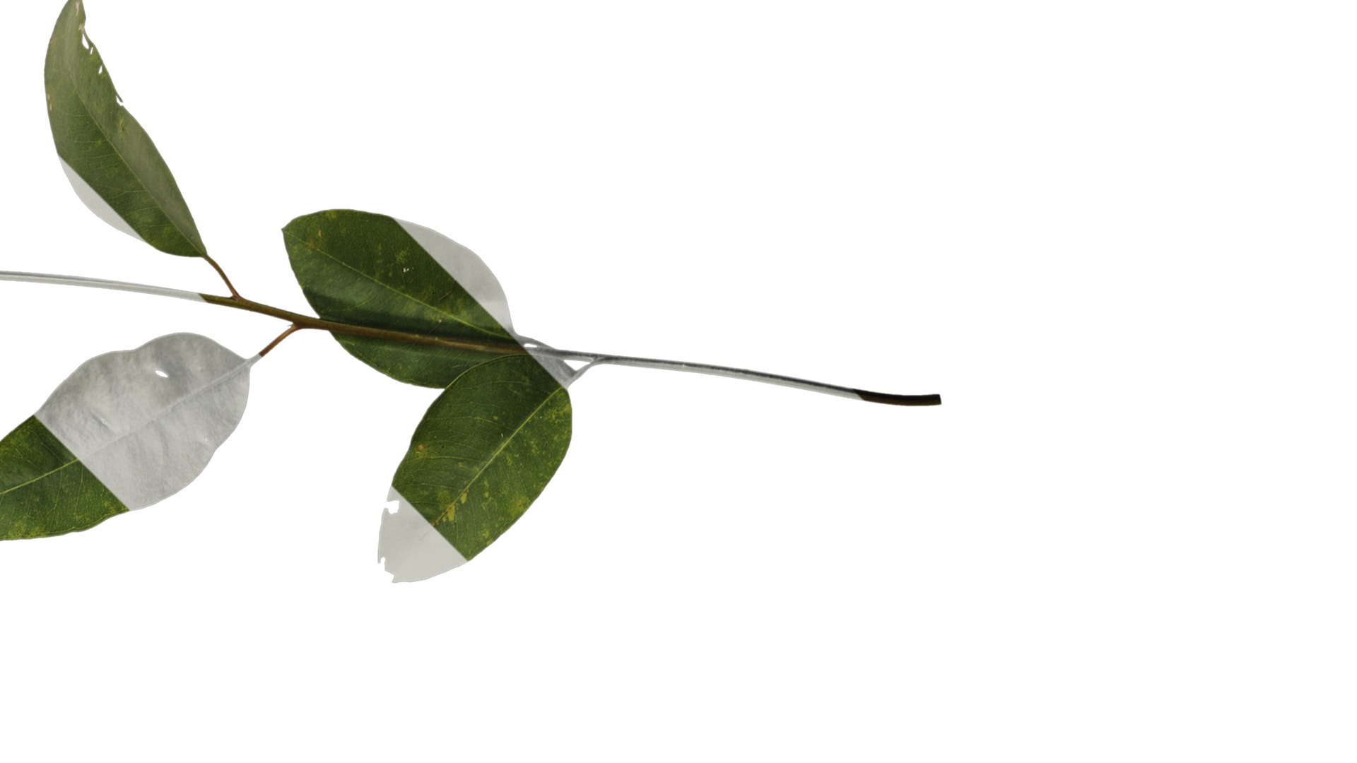 Anydrafts Eucalyptus platyphylla Atlas 12 Texture_2