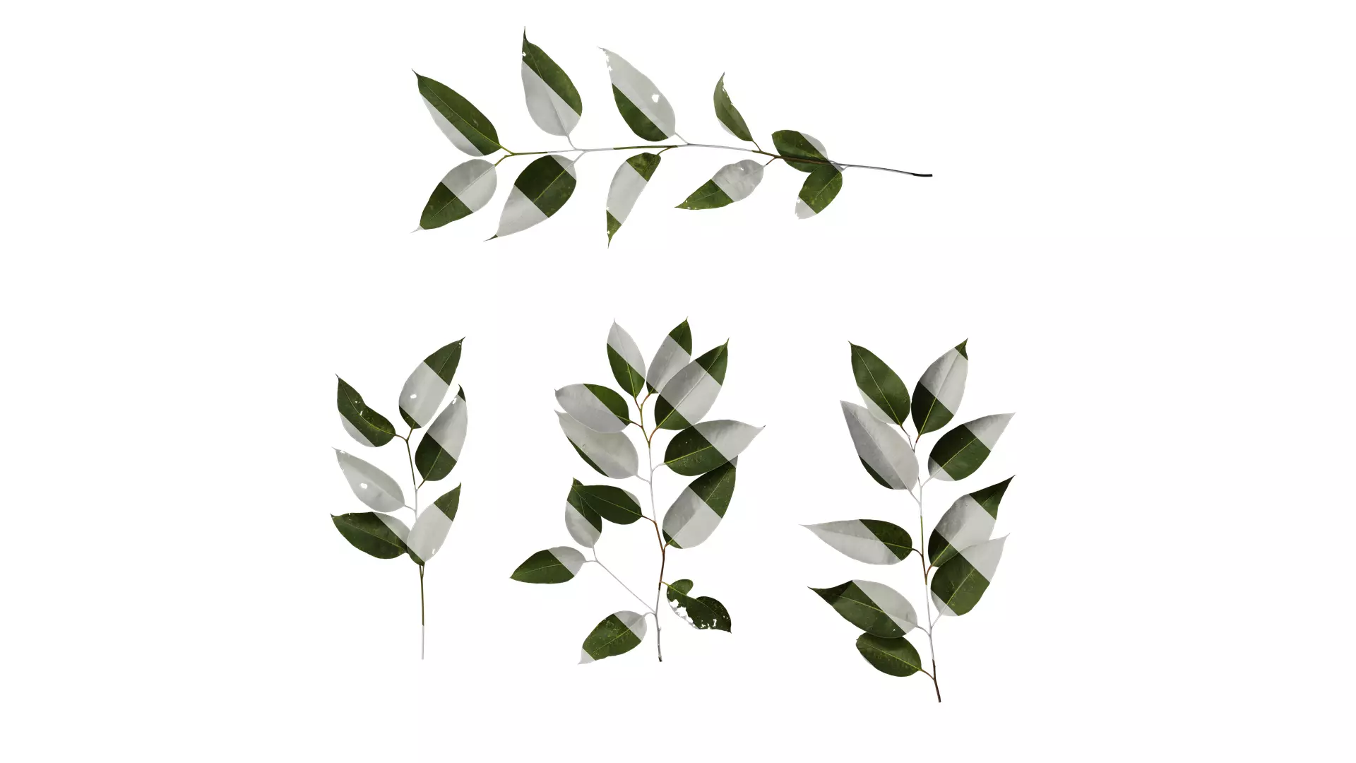 Anydrafts Eucalyptus platyphylla Atlas 12 Texture_0