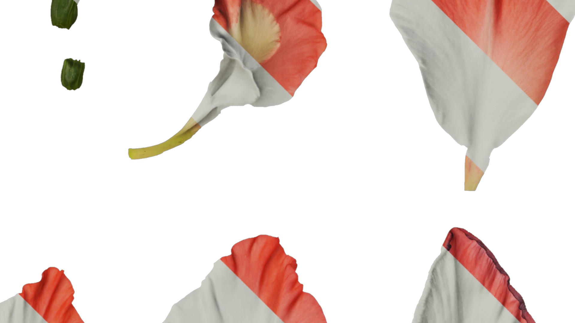 Anydrafts Gladiolus gandavensis Atlas 01 Texture_2