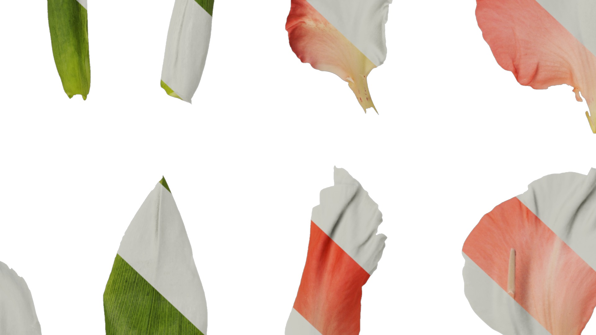 Anydrafts Gladiolus gandavensis Atlas 01 Texture_7